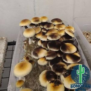 Dark Acadian Coast mushroom spore