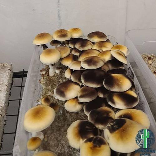 Dark Acadian Coast mushroom spore