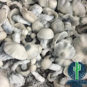 AMVP Mushroom Spores