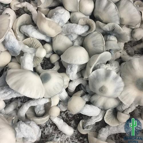 AMVP Mushroom Spores