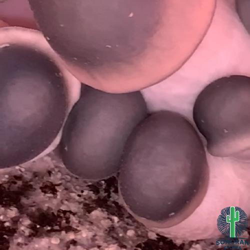 Albino Penis Envy Strain 1