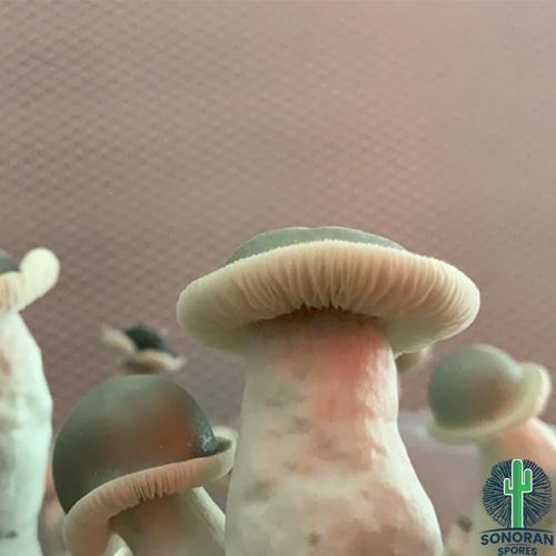 Albino Penis Envy Strain