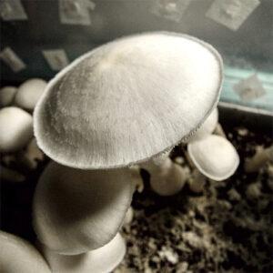 Averys Albino Mushroom SwabS