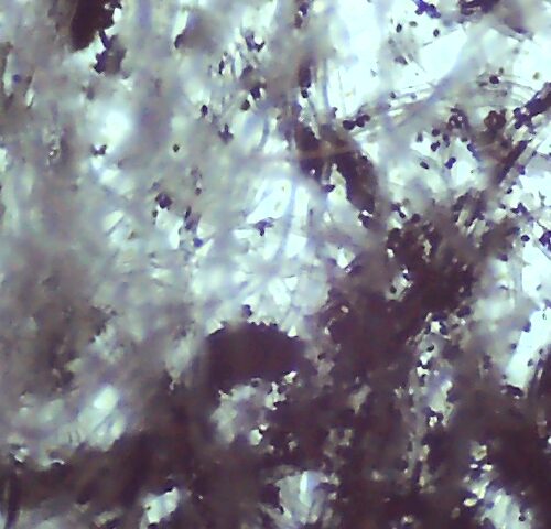 Pan Cyan "BVI" spores under microscope