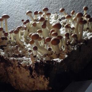Ban Sa Phang Kha cubensis mushrooms for BSPK spore swabs
