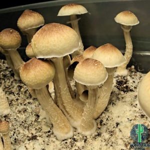 Psilocybe cubensis "Blue Meanies"