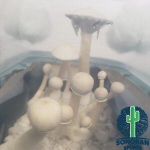 Albino A+ spores