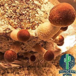 Buy B Spore Prints