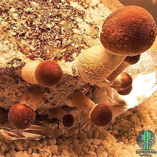 Buy B Spore Prints