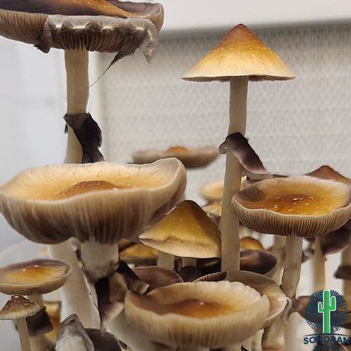 Buy Mazatapec Spores Syringes