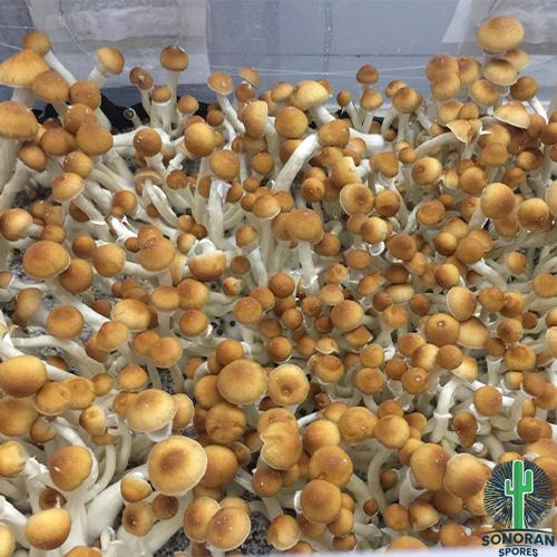 Buy Mazatapec Swabs Strain