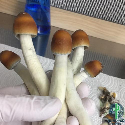Buy PE Spores