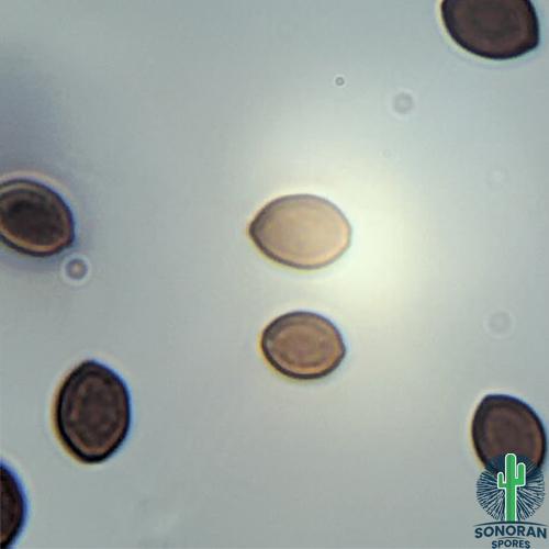 Clean Maz Spores microscope