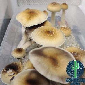 Creeper Mushroom Spore print, swab strain, and genetics