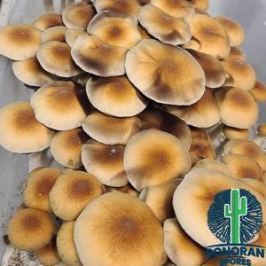 Buy clean Ecuadorian spores
