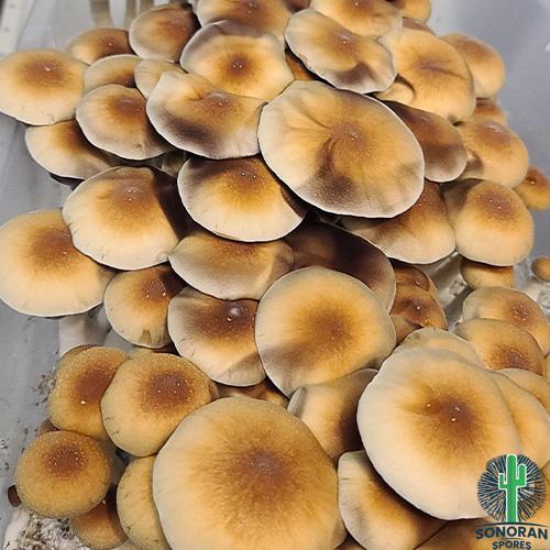 Buy clean Ecuadorian spores