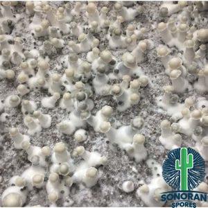 Ghost Mushroom Spores