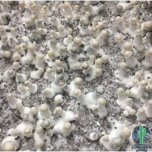 Ghost Mushroom Spores