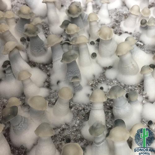 Ghost mushroom and Clean Ghost spores