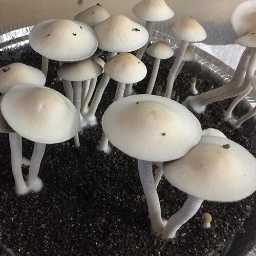Huasteca mushroom strain 2