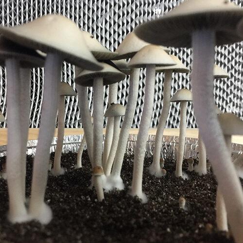 Pan Cyan Huasteca mushrooms for spores and syringes