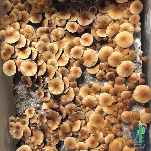 Texas Yellow Cap mushroom spore prints genetics