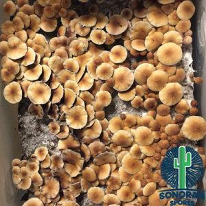 Texas Yellow Cap spores