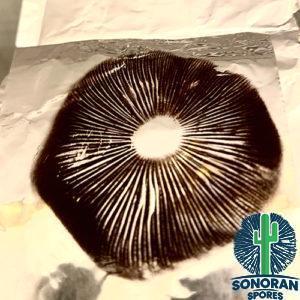 Huautla spore print on foil