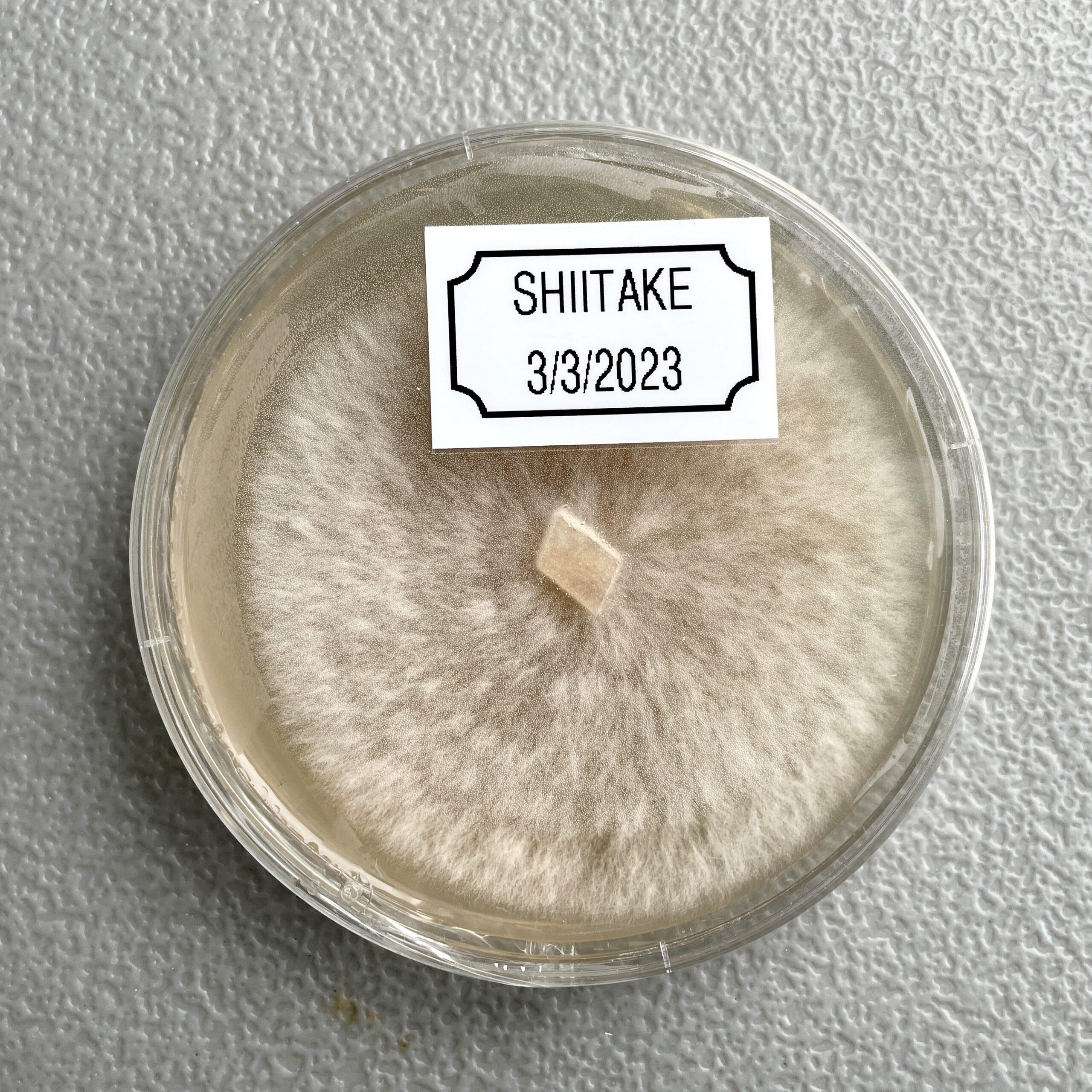 Mycelium sur grains de Shiitaké var.3790 Bio