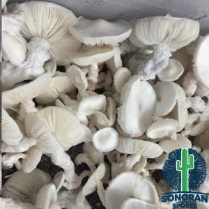 P. Cubensis "Jack Frost" (part of the T.A.T. genetic line)