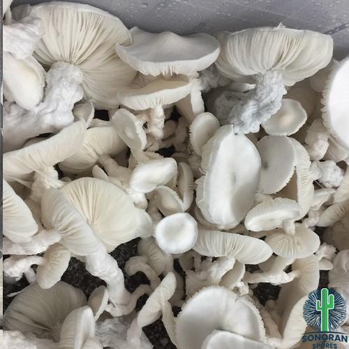 P. Cubensis "Jack Frost" (part of the T.A.T. genetic line)