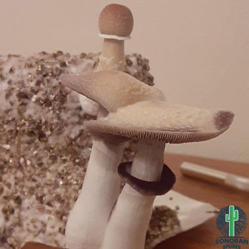 Lizard King Swabs, Clean and Quality LK Spores