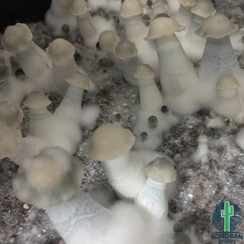 Low Priced Ghost Mushrooms spores