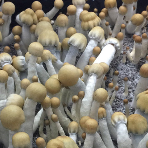 P. Cubensis 