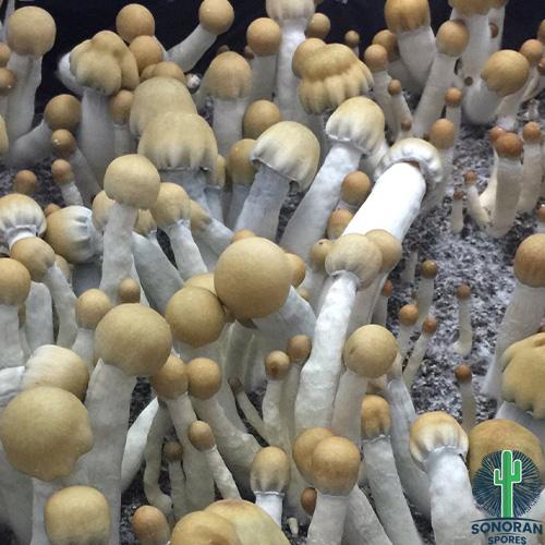 MVP Spores and MVP Mushroom Genetics and MVP Spores