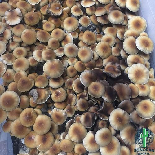 Malabar Coast Mushroom Strain for Malabar Coast spore strain syringes
