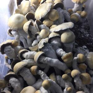 Melmac TP mushrooms with melmac tp spores