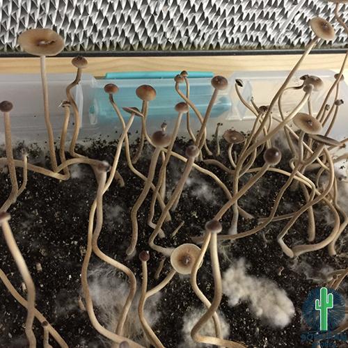 Mexicana A Syringes, Clean Mexicana A Spores