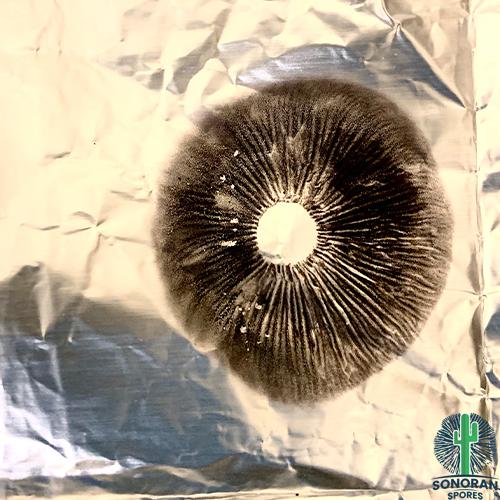 Penis Envy 6 spore prints on foil