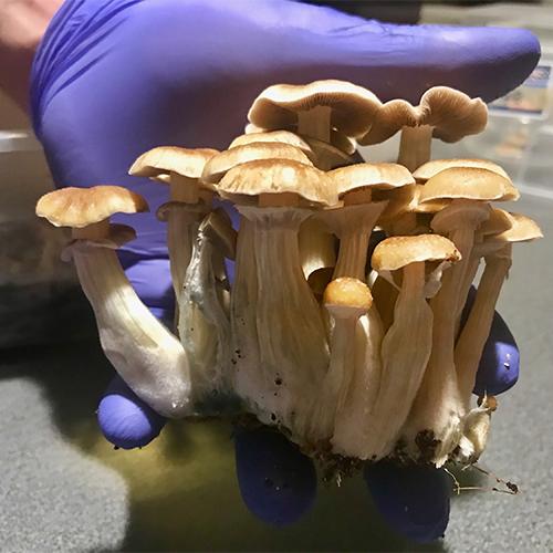 PES Hawaiian Cubensis before mushroom spore swabs
