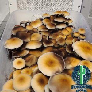 PES Amazonian Spores
