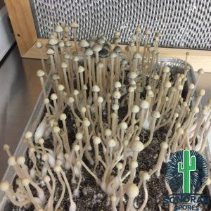 Pan Cyan BVI for BVI mushroom spore syringes