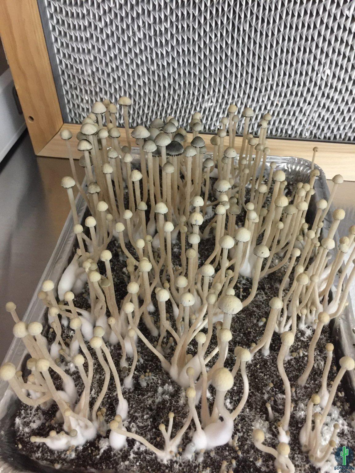 Pan Cyan BVI for BVI mushroom spore syringes