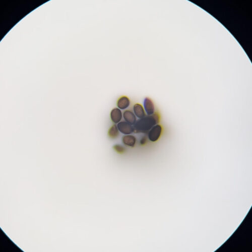 Pan Cyan "BVI" spores under microscope