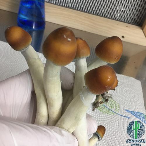 Penis Envy Mushrooms 1
