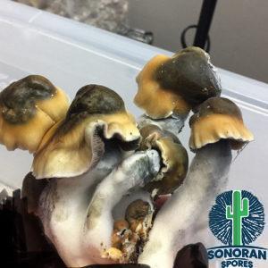 Penis Envy Spores, PE Cubensis,