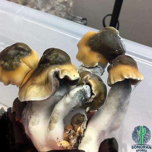 Penis Envy Spores, PE Cubensis,