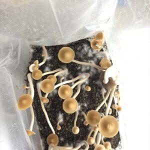 Psilocybe Hoogshagenii strain mushroom for spore swabs