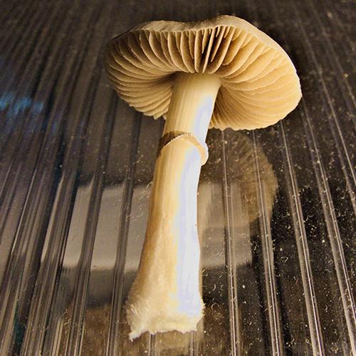 Red Boys Spore Genetics in mushroom