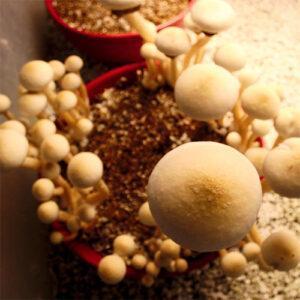 Rusty White Mushrooms 2